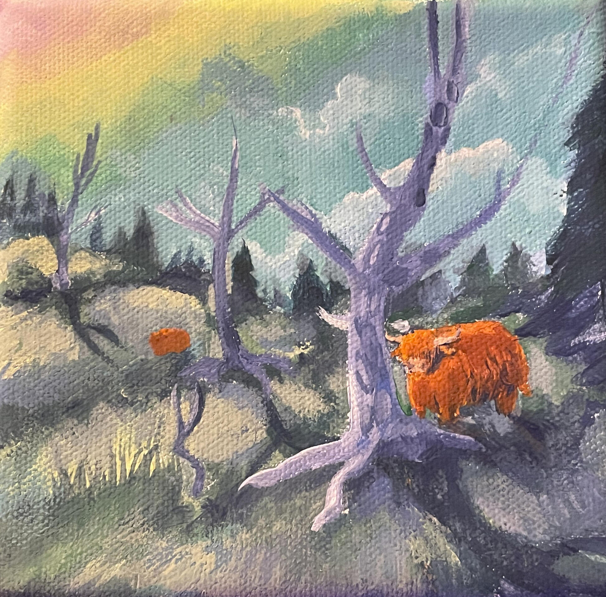 Cows in a field 2024